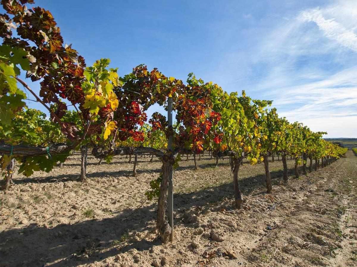 玛西亚奥利维拉酒店 Sant Pau d'Ordal 外观 照片